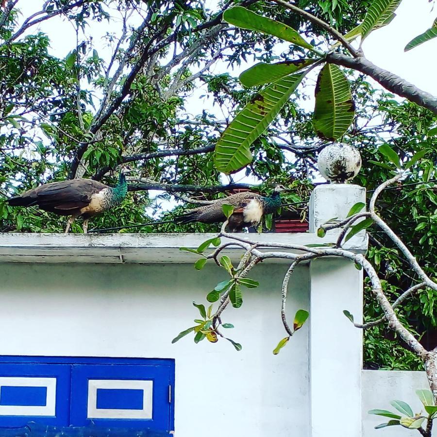 Sriyan Villa ベールワラ エクステリア 写真