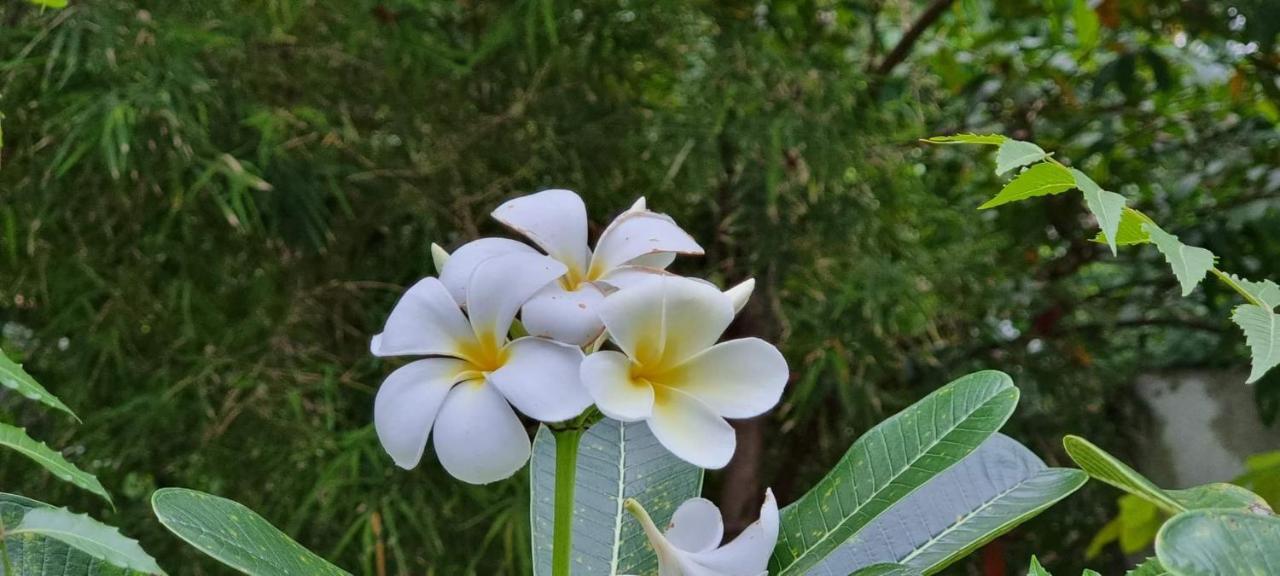 Sriyan Villa ベールワラ エクステリア 写真